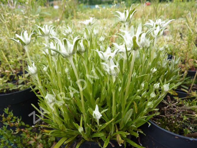 Protěž alpská 'Matterhorn' - Leontopodium alpinum 'Matterhorn'