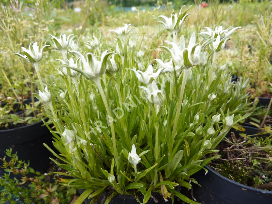 Protěž alpská 'Matterhorn' - Leontopodium alpinum 'Matterhorn'