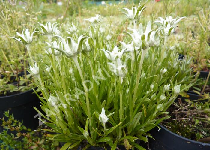 Protěž alpská 'Matterhorn' - Leontopodium alpinum 'Matterhorn'