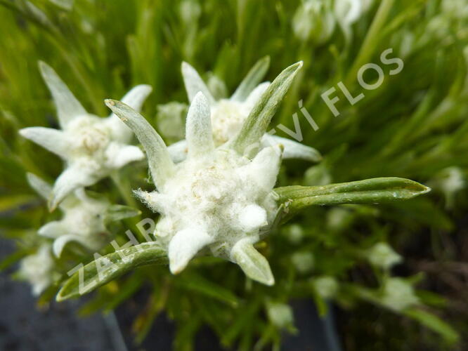 Protěž alpská 'Matterhorn' - Leontopodium alpinum 'Matterhorn'