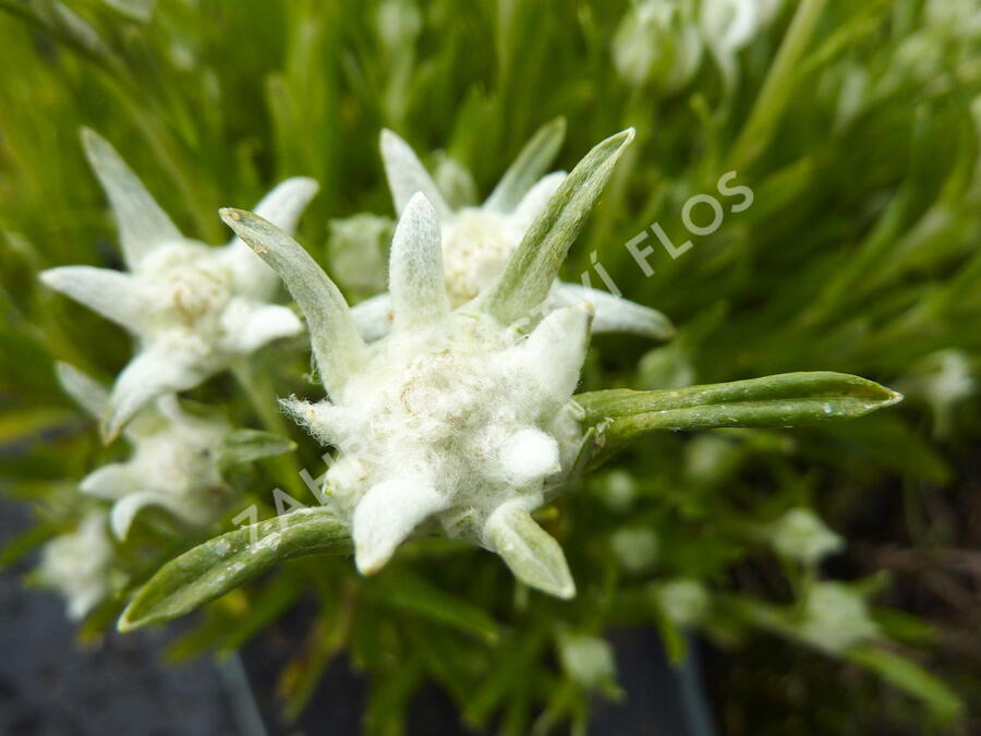 Protěž alpská 'Matterhorn' - Leontopodium alpinum 'Matterhorn'