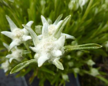 Protěž alpská 'Matterhorn'