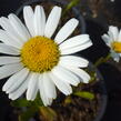 Kopretina největší 'Snow Lady' - Leucanthemum maximum 'Snow Lady'