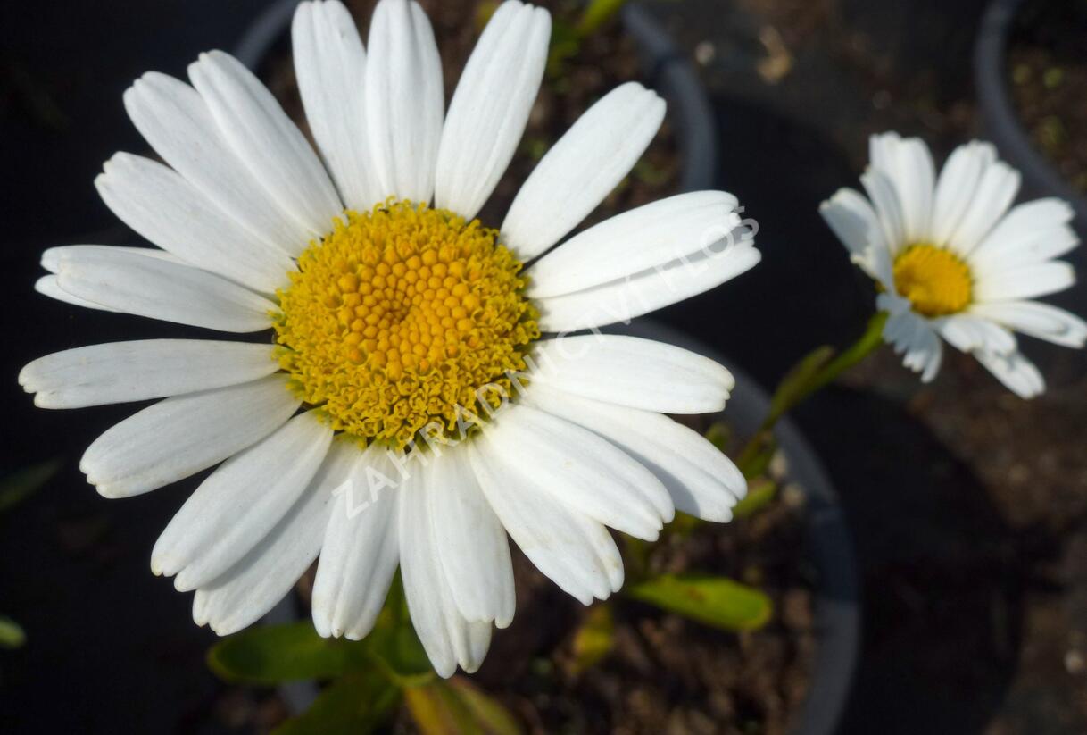 Kopretina největší 'Snow Lady' - Leucanthemum maximum 'Snow Lady'