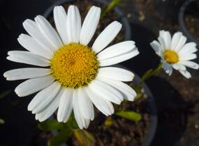 Kopretina největší 'Snow Lady' - Leucanthemum maximum 'Snow Lady'