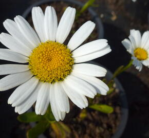 Kopretina největší 'Snow Lady' - Leucanthemum maximum 'Snow Lady'