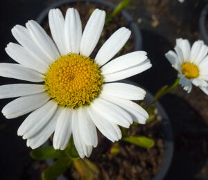 Kopretina největší 'Snow Lady' - Leucanthemum maximum 'Snow Lady'