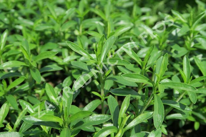 Saturejka horská - Satureja montana