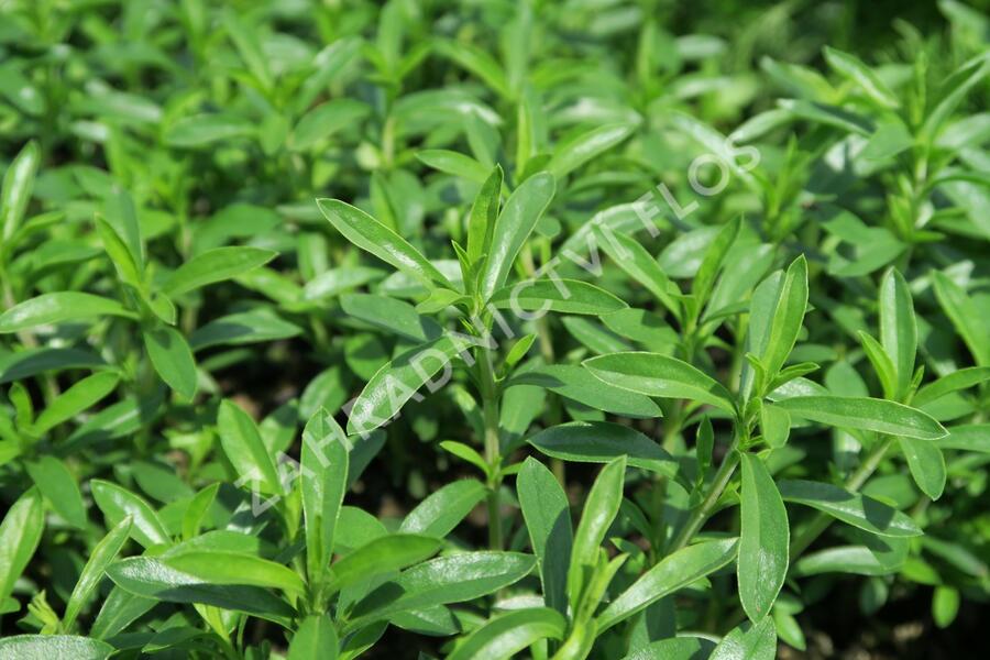 Saturejka horská - Satureja montana