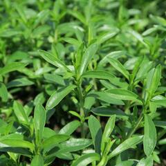 Saturejka horská - Satureja montana