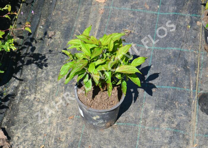 Svída výběžkatá 'Kelseyi' - Cornus sericea 'Kelseyi'