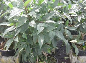 Bělas viržinský - Chionanthus virginicus