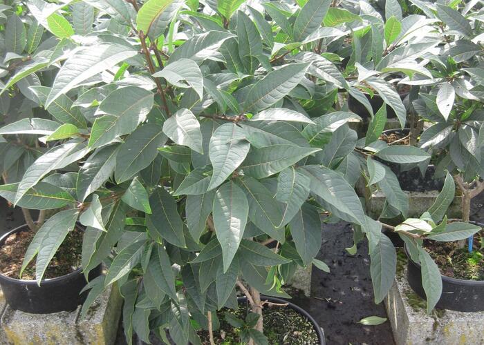 Bělas viržinský - Chionanthus virginicus