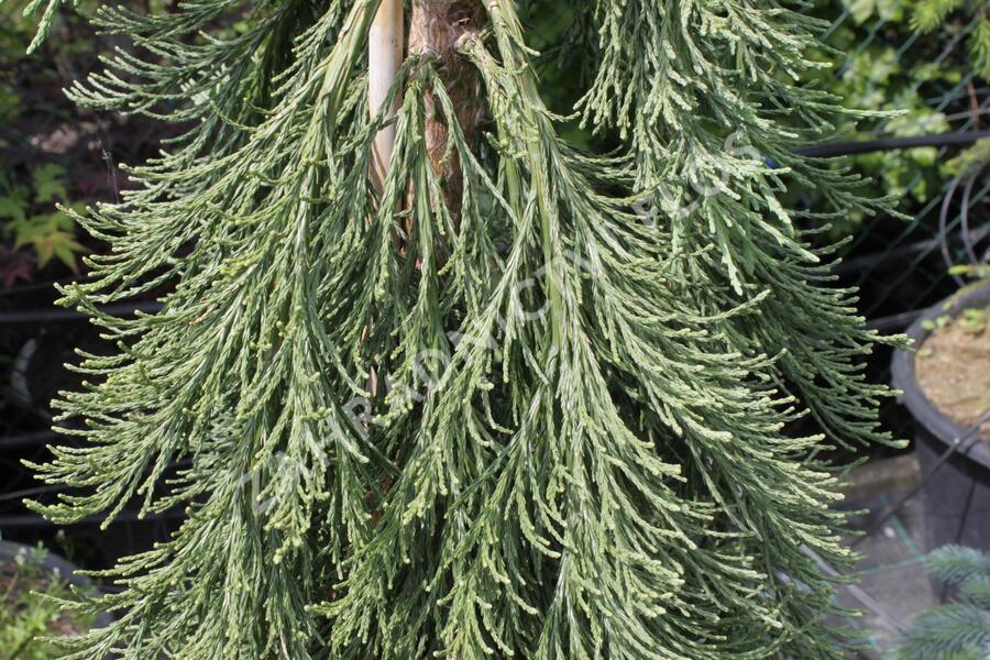 Sekvojovec obrovský 'Pendulum' - Sequoiadendron giganteum 'Pendulum'