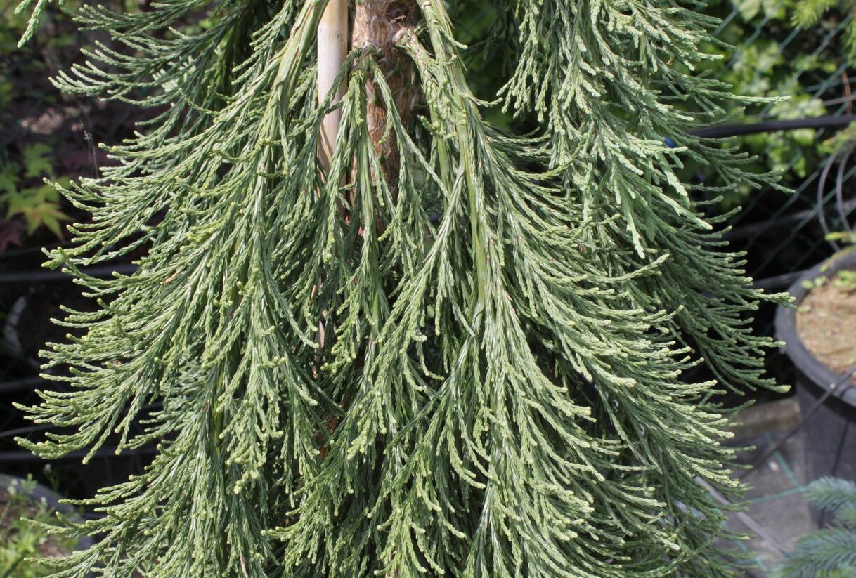 Sekvojovec obrovský 'Pendulum' - Sequoiadendron giganteum 'Pendulum'