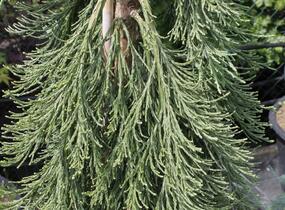 Sekvojovec obrovský 'Pendulum' - Sequoiadendron giganteum 'Pendulum'