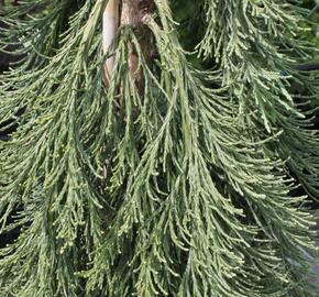 Sekvojovec obrovský 'Pendulum' - Sequoiadendron giganteum 'Pendulum'