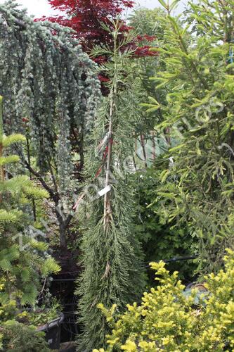 Sekvojovec obrovský 'Pendulum' - Sequoiadendron giganteum 'Pendulum'