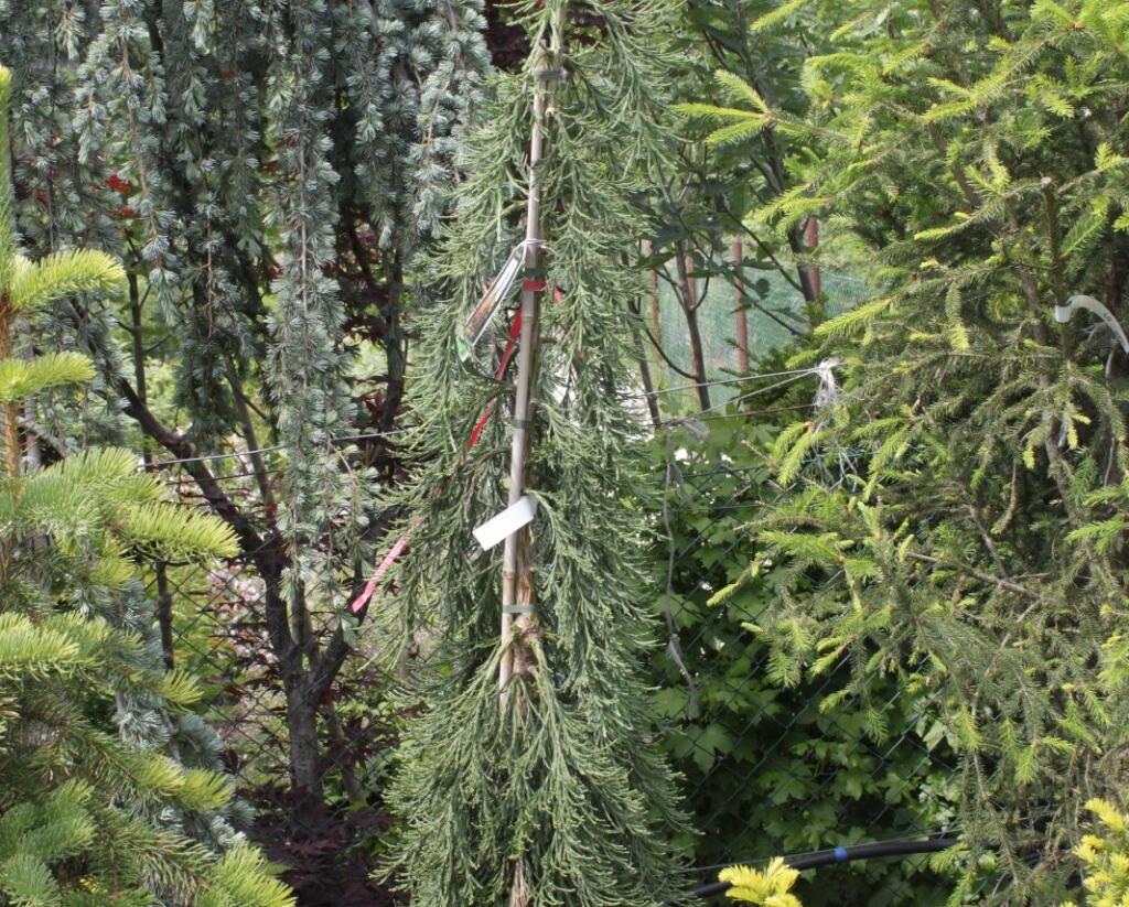 Sekvojovec obrovský 'Pendulum' - Sequoiadendron giganteum 'Pendulum'