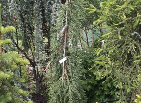 Sekvojovec obrovský 'Pendulum' - Sequoiadendron giganteum 'Pendulum'