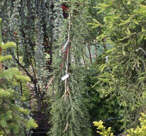 Sekvojovec obrovský 'Pendulum' - Sequoiadendron giganteum 'Pendulum'