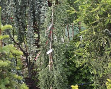 Sekvojovec obrovský 'Pendulum'