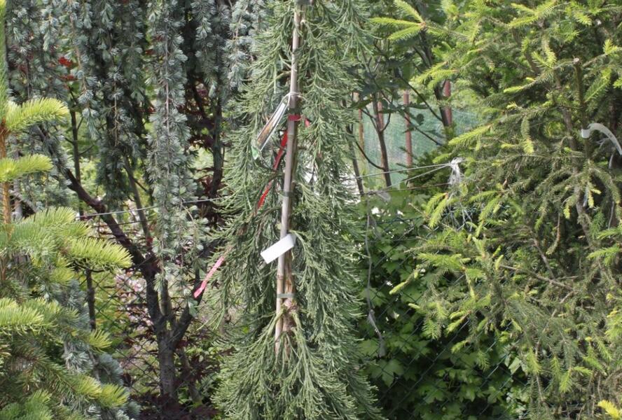 Sekvojovec obrovský 'Pendulum' - Sequoiadendron giganteum 'Pendulum'
