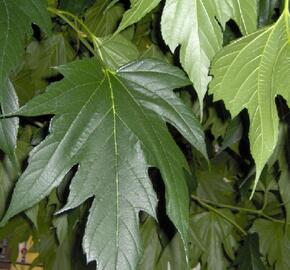 Morušovník platanolistý - Morus platanifolia