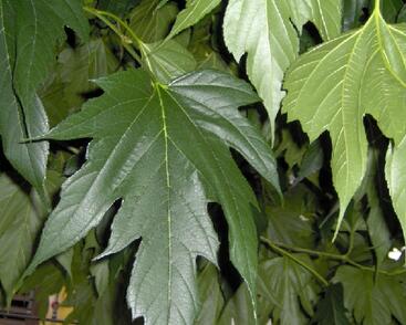 Morušovník platanolistý