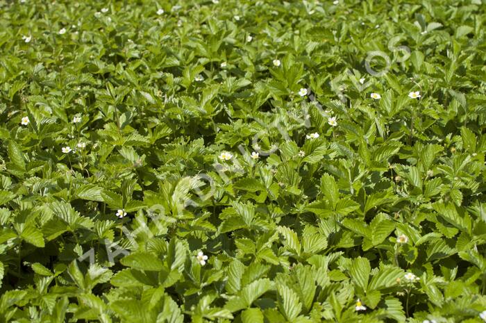 Jahodník měsíční 'Tubby Red' - Fragaria vesca 'Tubby Red'