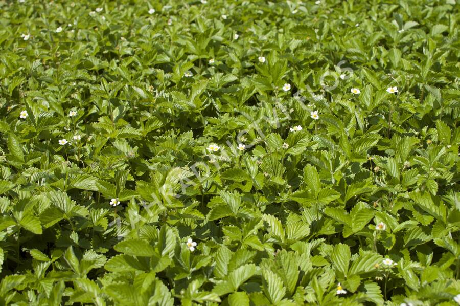 Jahodník měsíční 'Tubby Red' - Fragaria vesca 'Tubby Red'