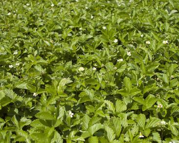 Jahodník měsíční 'Tubby Red'