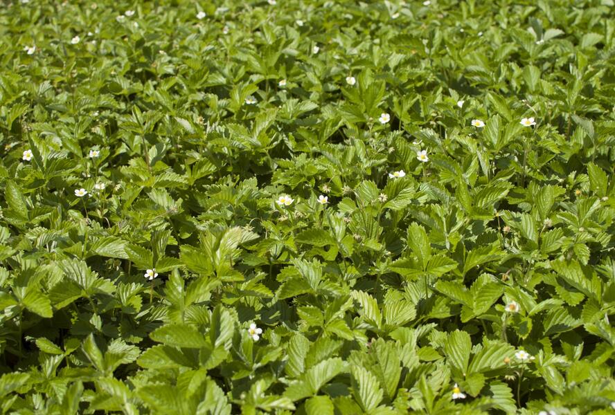 Jahodník měsíční 'Tubby Red' - Fragaria vesca 'Tubby Red'