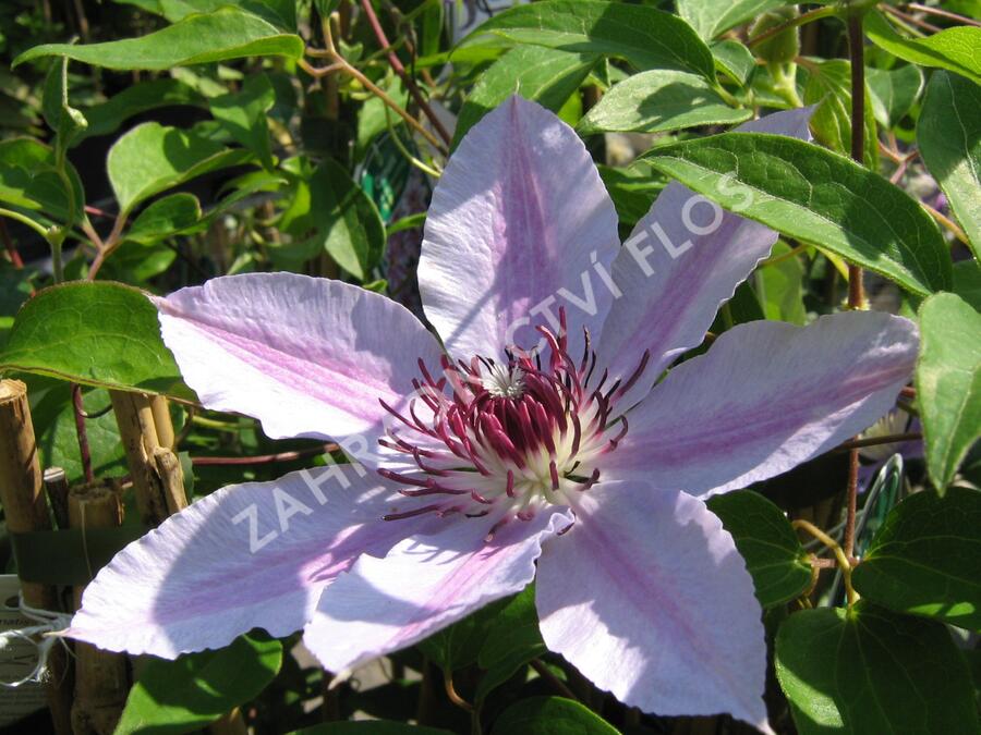 Plamének 'Nelly Moser' - Clematis 'Nelly Moser'