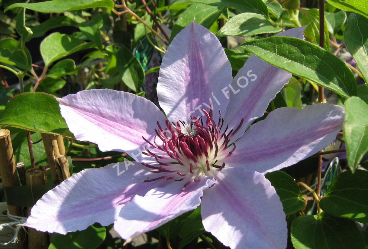 Plamének 'Nelly Moser' - Clematis 'Nelly Moser'