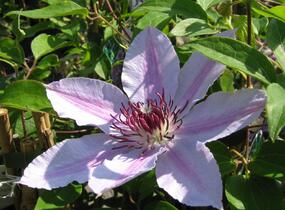 Plamének 'Nelly Moser' - Clematis 'Nelly Moser'