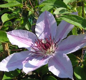 Plamének 'Nelly Moser' - Clematis 'Nelly Moser'