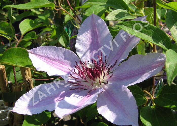 Plamének 'Nelly Moser' - Clematis 'Nelly Moser'