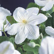Plamének 'Madame le Coultre' - Clematis 'Madame le Coultre'