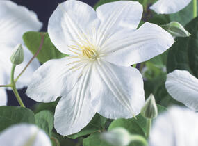 Plamének 'Madame le Coultre' - Clematis 'Madame le Coultre'