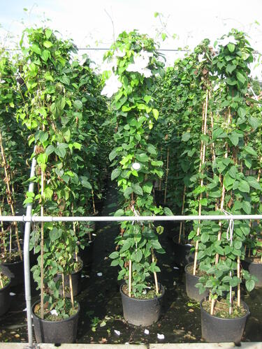 Plamének 'Madame le Coultre' - Clematis 'Madame le Coultre'