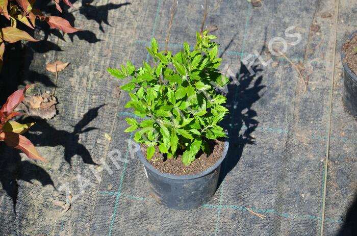 Ořechokřídlec clandonský - Caryopteris clandonensis