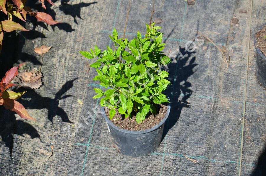 Ořechokřídlec clandonský - Caryopteris clandonensis