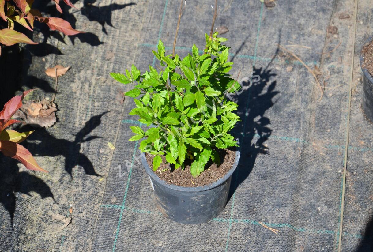 Ořechokřídlec clandonský - Caryopteris clandonensis
