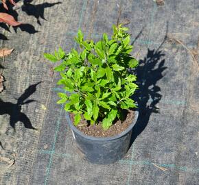 Ořechokřídlec clandonský - Caryopteris clandonensis