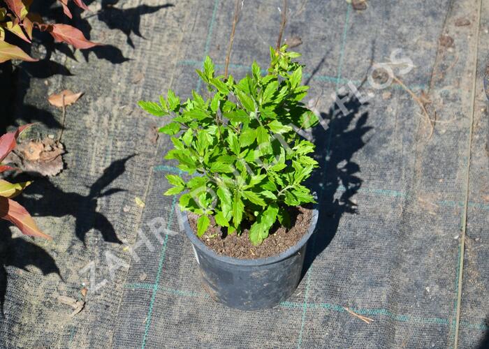 Ořechokřídlec clandonský - Caryopteris clandonensis