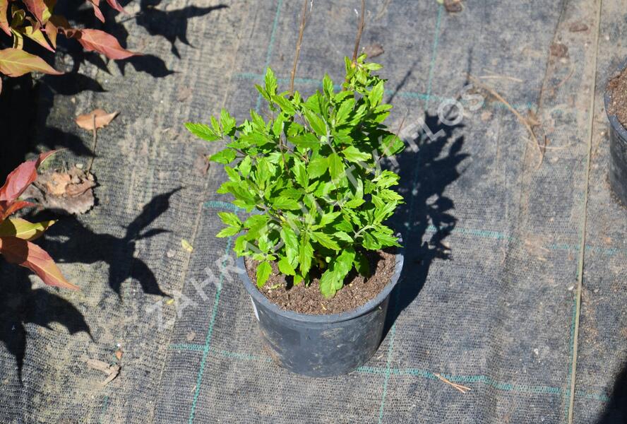 Ořechokřídlec clandonský - Caryopteris clandonensis