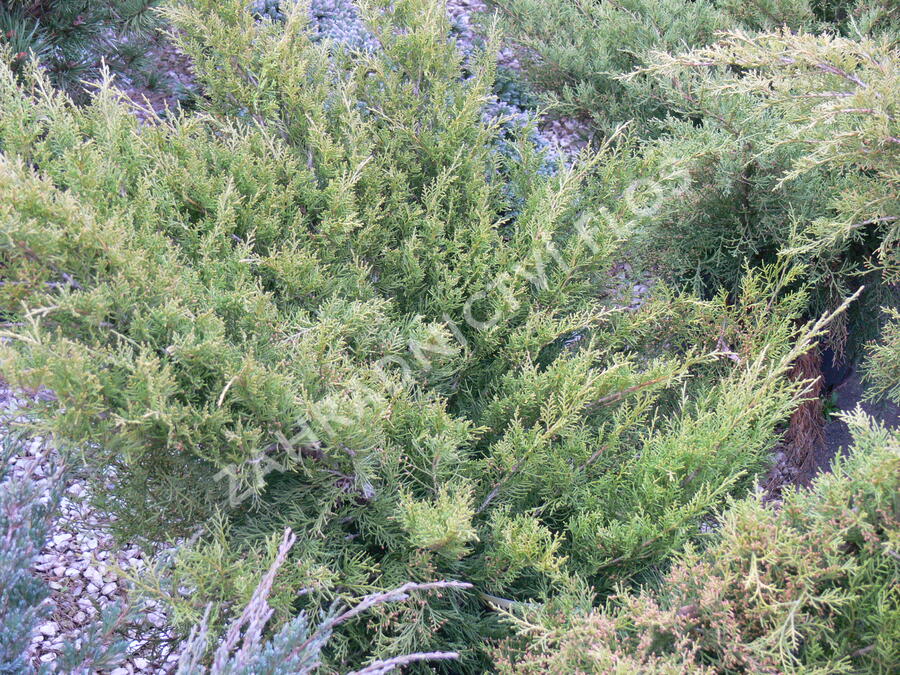 Jalovec prostřední 'Old Gold' - Juniperus media 'Old Gold'