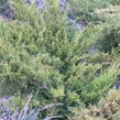 Jalovec prostřední 'Old Gold' - Juniperus media 'Old Gold'