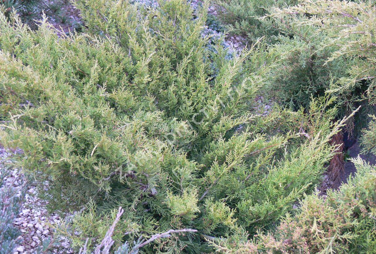 Jalovec prostřední 'Old Gold' - Juniperus media 'Old Gold'